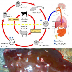 نحوه دریافت داروی اختصاصی بیماری کیست هیداتیک